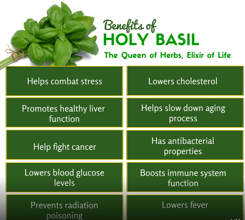 benefits of holy basil